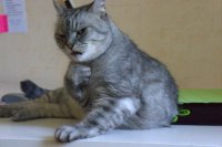 Создать мем Кот