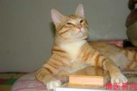 Создать мем Кот