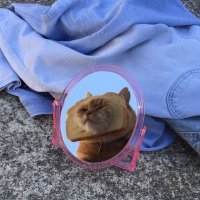 Создать мем Котан