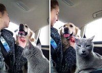 Создать мем Котэ и пёсэ