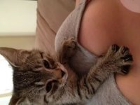 Создать мем Коте кудато смотрит