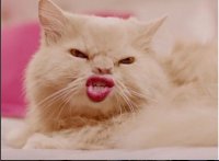 Создать мем Котэ