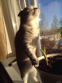 Создать мем Котэ