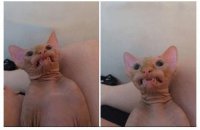 Создать мем Лысый кот