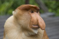 Создать мем Monkey Nosach