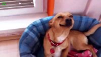 Создать мем Пес на диване
