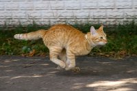 Создать мем Ран Вася Ран