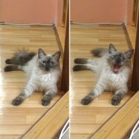 Создать мем Шутка