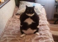 Создать мем Тослтая котейка