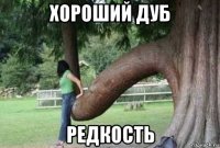 хороший дуб редкость