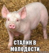  сталин в молодости