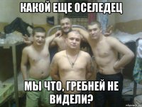 какой еще оселедец мы что, гребней не видели?