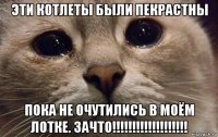 эти котлеты были пекрастны пока не очутились в моём лотке. зачто!!!!!!!!!!!!!!!!!!!