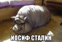  иосиф сталин