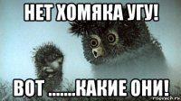 нет хомяка угу! вот .......какие они!