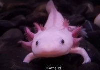 Создать мем Аксолотль
