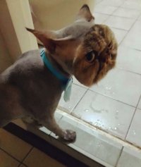 Создать мем Арвкан