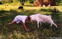 Создать мем БодайБО