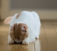 Создать мем Bowing Cat