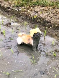 Создать мем Dog