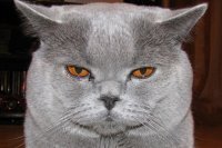 Создать мем Грусный кот