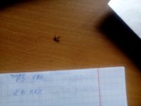 Создать мем Комарик