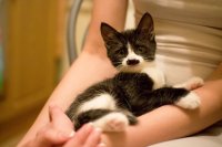 Создать мем Кот гитлер