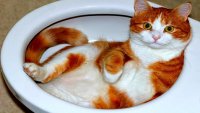Создать мем Кот который лежит в унитазе