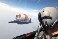 Создать мем Кот летит на истребителе