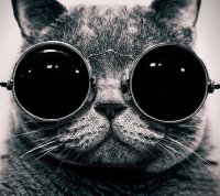 Создать мем Кот в ачках