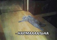 Создать мем Кот