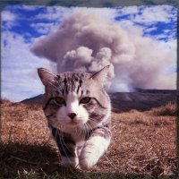 Создать мем Кот