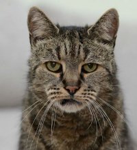 Создать мем Кот