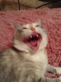 Создать мем Котэ