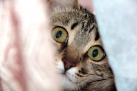 Создать мем Котейка
