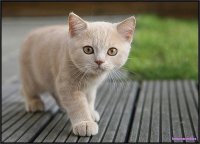 Создать мем КОТИК