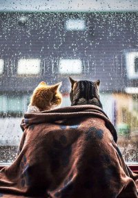 Создать мем Коты у окна