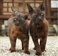 Создать мем Коты
