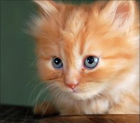 Создать мем Котёнок