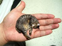 Создать мем КРЕВЕДКОТЭ