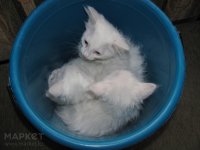 Создать мем Просто добавь воды