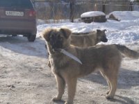 Создать мем Собака и нож