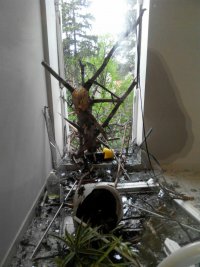 Создать мем Сосна