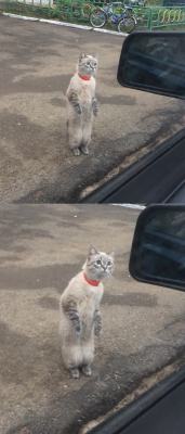 Создать мем Стоящий кот