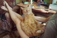 Создать мем Удивленный кот