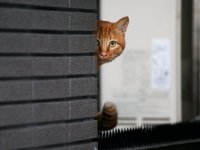 Создать мем Выглядывает кот