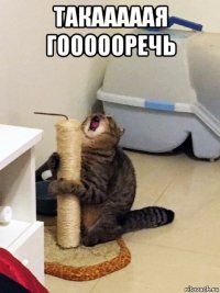 такааааая гоооооречь 
