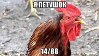 я петушок 14/88