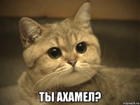  ты ахамел?