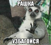 рашка узбагойся